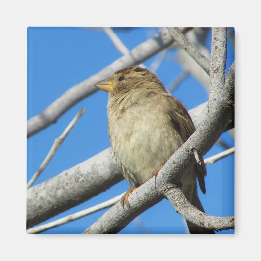 木の上の雀 マグネット (正面)