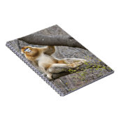 木の上の雄のキンシコウの肖像 ノートブック (右側)