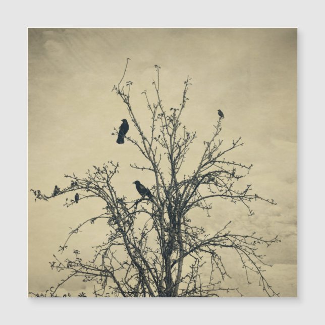 木の上の鳥 (正面)