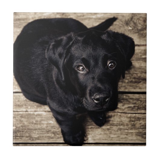 木の上の黒いラブラドール・レトリバーの子犬 タイル (正面)