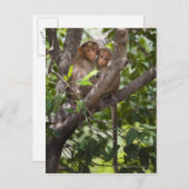 木の上の2匹のサル ポストカード (正面/裏面)