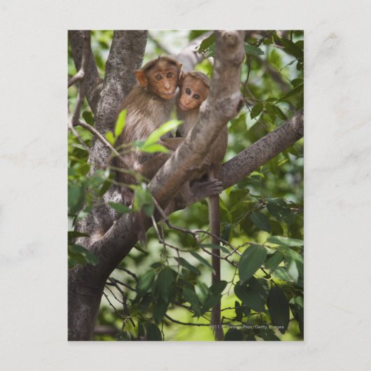 木の上の2匹のサル ポストカード (正面)