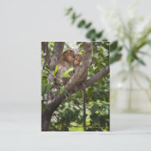 木の上の2匹のサル ポストカード (スタンド正面)