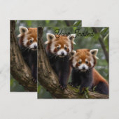 木の上を探検する赤ちゃんレッサーパンダたち 招待状 (正面/裏面)