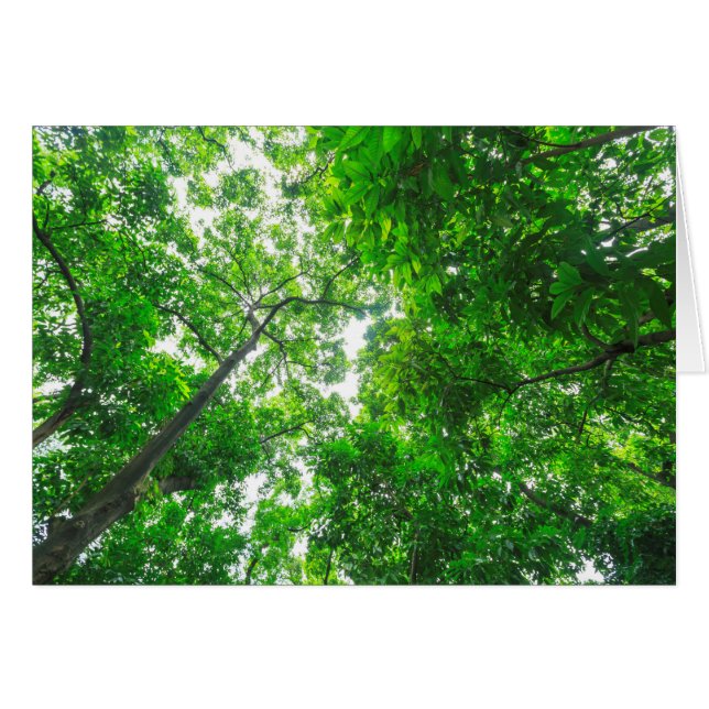 木の上方への眺め (正面横)