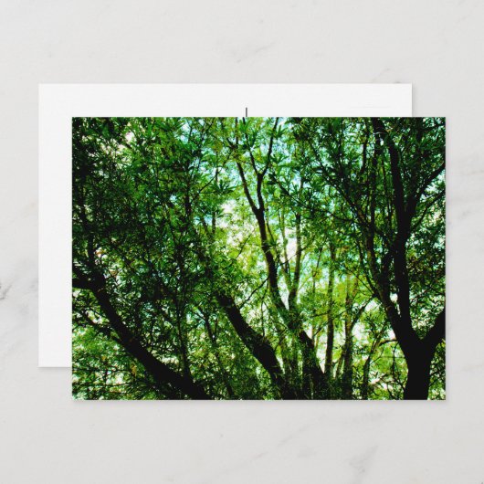 木の上 ポストカード (正面/裏面)