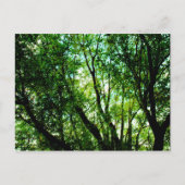 木の上 ポストカード (正面)