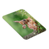 木の下に横たわる愛らしい子鹿 マグネット (右側)