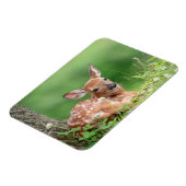 木の下に横たわる愛らしい子鹿 マグネット (左側)