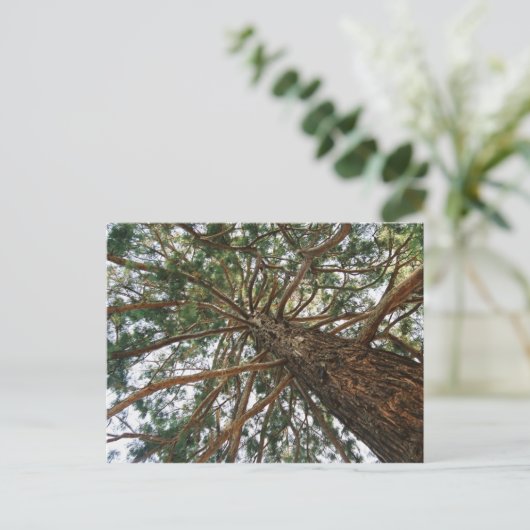 木の下に ポストカード (スタンド正面)