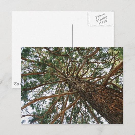 木の下に ポストカード (正面/裏面)