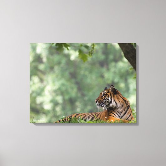 木の下をうろつく虎 キャンバスプリント (正面)