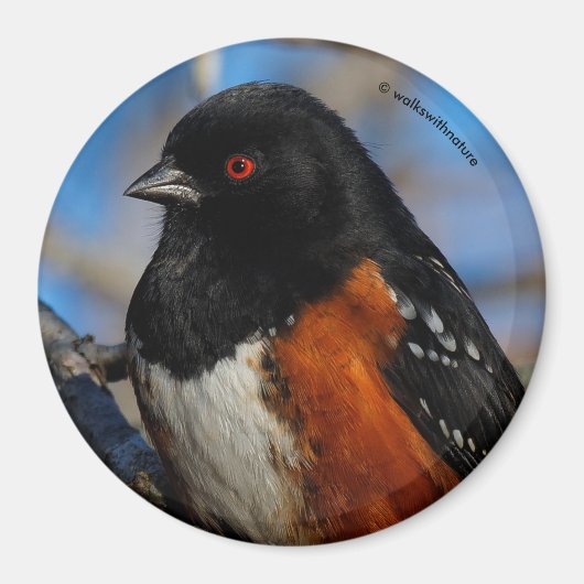 木の中で斑点のあるトホエ マグネット (正面)