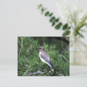 木の中で果実と一緒に枝枯れ ポストカード (スタンド正面)