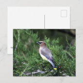 木の中で果実と一緒に枝枯れ ポストカード (正面/裏面)