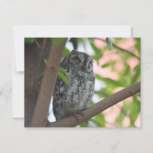 木の中で眠っているアフリカのコノハズク ノートカード (正面)
