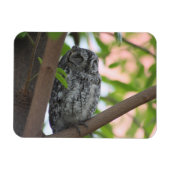 木の中で眠っているアフリカのコノハズク マグネット (横)