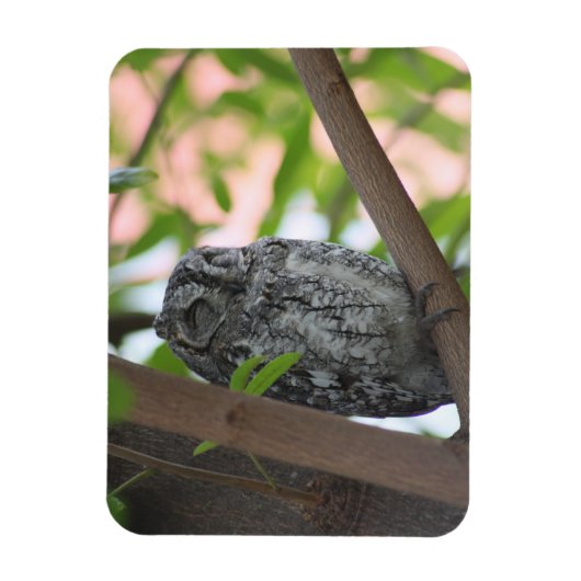 木の中で眠っているアフリカのコノハズク マグネット (縦)