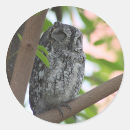 木の中で眠っているアフリカのコノハズク ラウンドシール