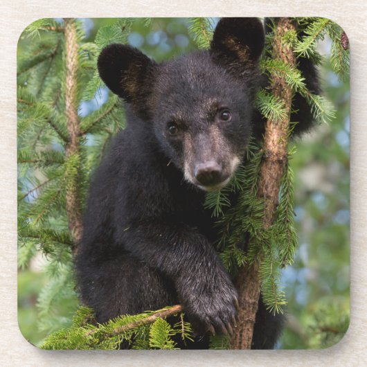木の中で遊ぶクロクマの子熊 コースター (正面)