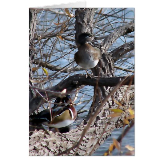 木の中のアヒル (正面)