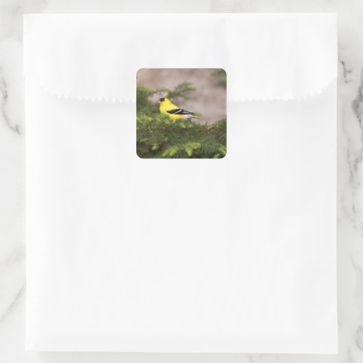 木の中のアメリカ人のゴールドフィンチの男性 スクエアシール (バッグ)
