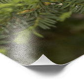 木の中のアメリカ人のゴールドフィンチの男性 フォトプリント            (角)