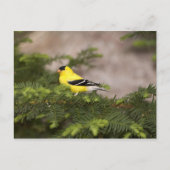 木の中のアメリカ人のゴールドフィンチの男性 ポストカード (正面)