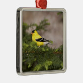 木の中のアメリカ人のゴールドフィンチの男性 メタルオーナメント (右)