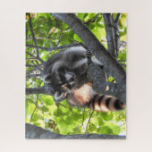 木の中のアライグマ ジグソーパズル (縦)