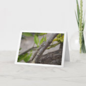 木の中のエジプトのバッタ カード (正面)