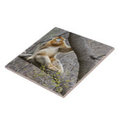 木の中のオスのゴールデンサルのポートレート タイル (側面)