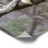 木の中のオスのゴールデンサルのポートレート ポスター (角)