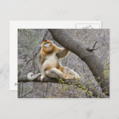 木の中のオスのゴールデンサルのポートレート ポストカード (正面/裏面)