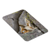 木の中のオスのゴールデンサルのポートレート マグネット (右側)