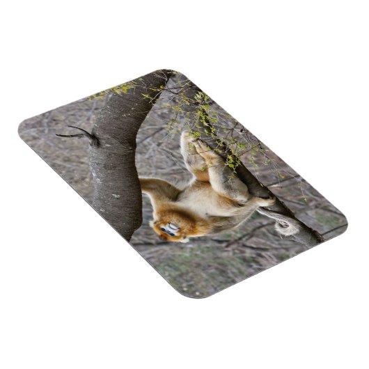 木の中のオスのゴールデンサルのポートレート マグネット (右側)