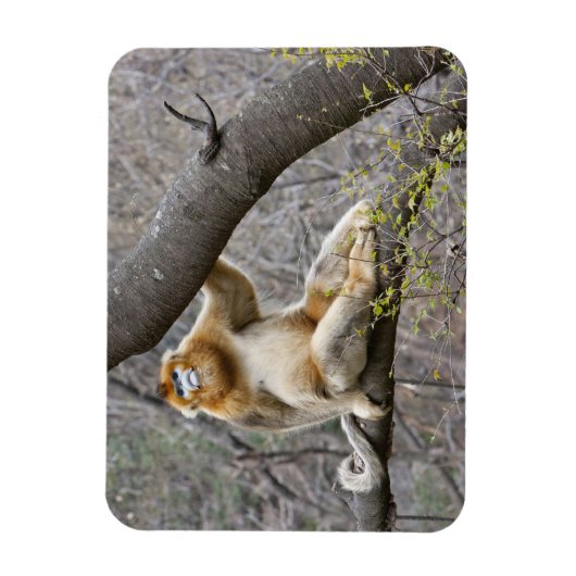 木の中のオスのゴールデンサルのポートレート マグネット (縦)