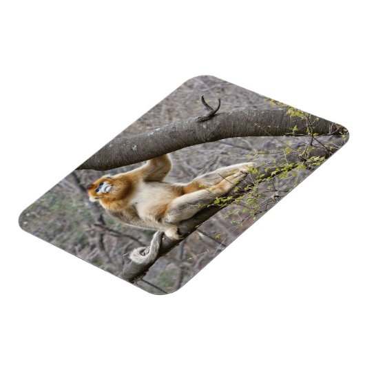 木の中のオスのゴールデンサルのポートレート マグネット (左側)