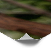 木の中のコアラ ポスター (角)