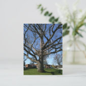 木の中のスキー ポストカード (スタンド正面)