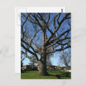 木の中のスキー ポストカード (正面/裏面)