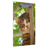 木の中のタビー猫 クリップボード (右)