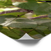 木の中のダイアナモンキー ポスター (角)