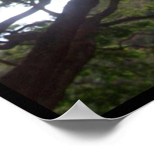 木の中の日光 ポスター (角)