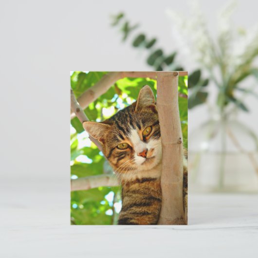 木の中の猫 ポストカード (スタンド正面)