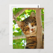 木の中の猫 ポストカード (正面/裏面)