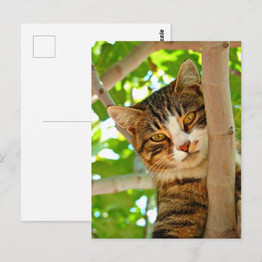 木の中の猫 ポストカード (正面/裏面)