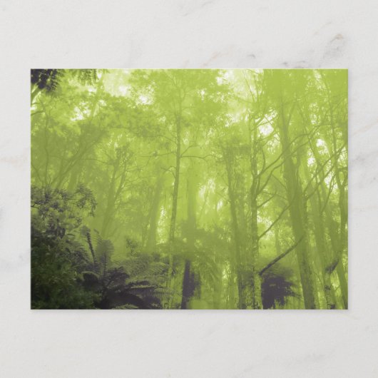 「木の中の精神」写真はがき ポストカード (正面)