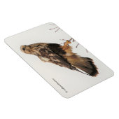 木の中の脚の荒い鷹 マグネット (右側)