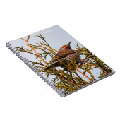 木の中の雄の赤いシャフトの北フリッカ ノートブック (右側)